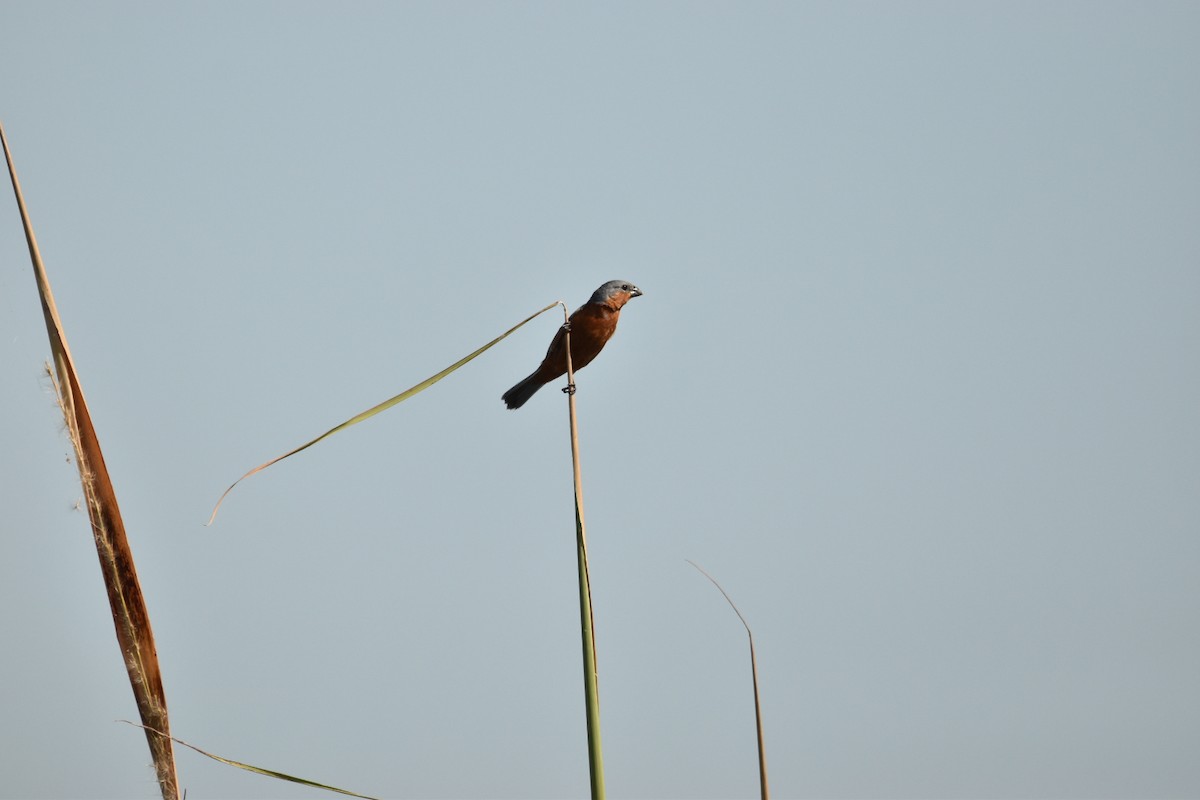 Rufous-rumped Seedeater - ML631568264