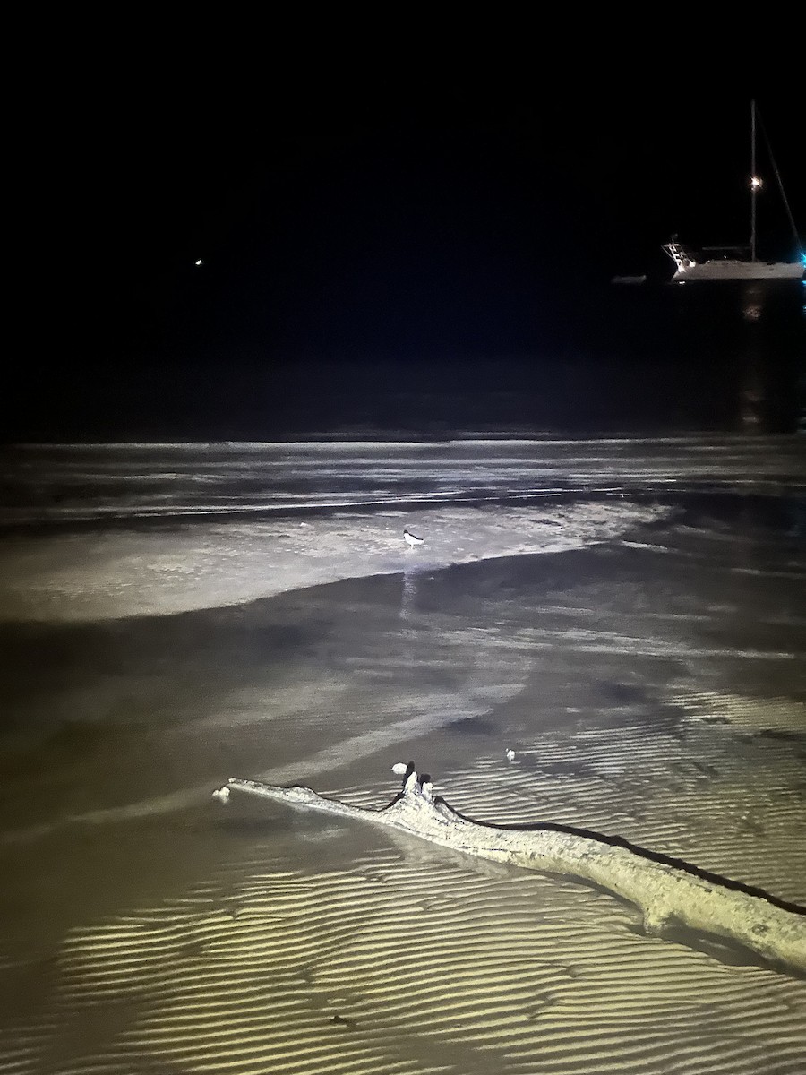 フエコチドリ - ML631568304