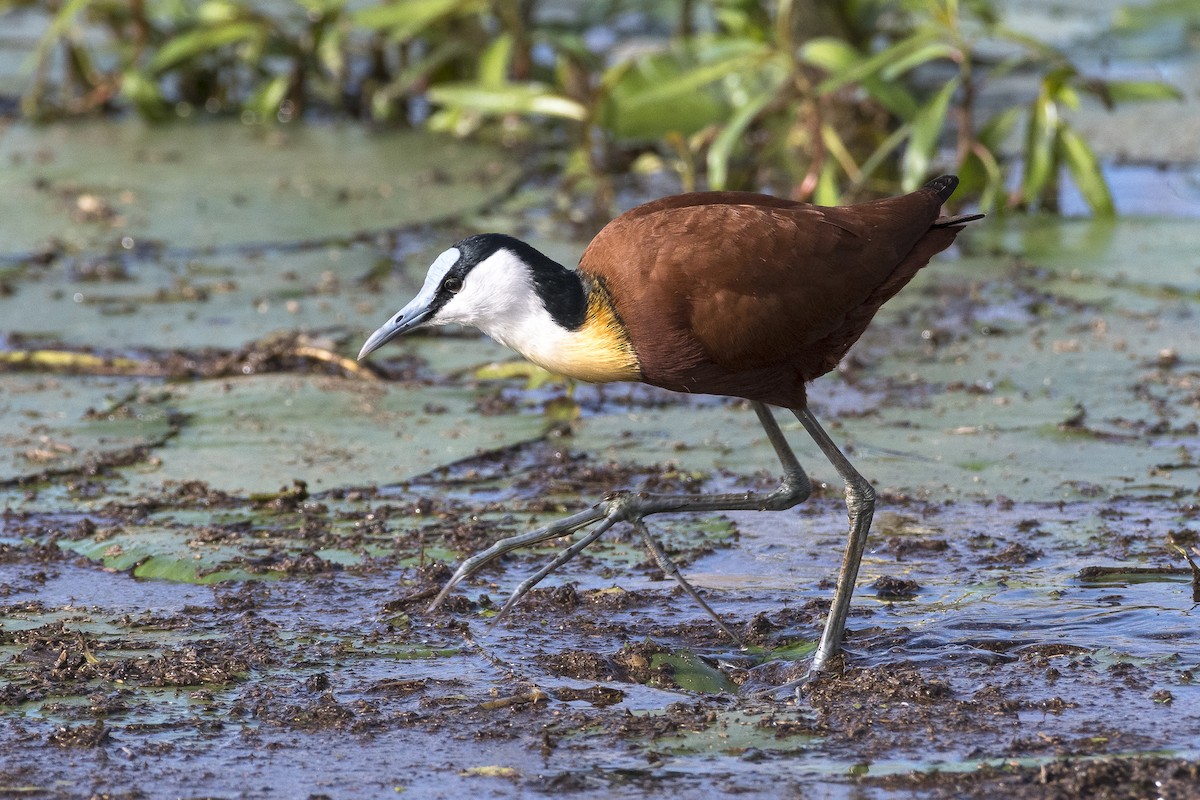 Jacana à poitrine dorée - ML631568341