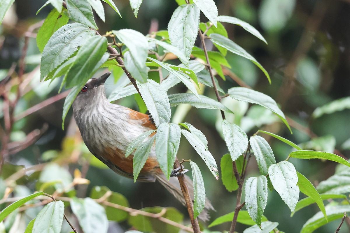 Ashambu Laughingthrush - ML631568346