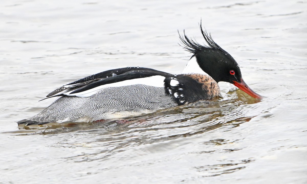Red-breasted Merganser - ML631568459