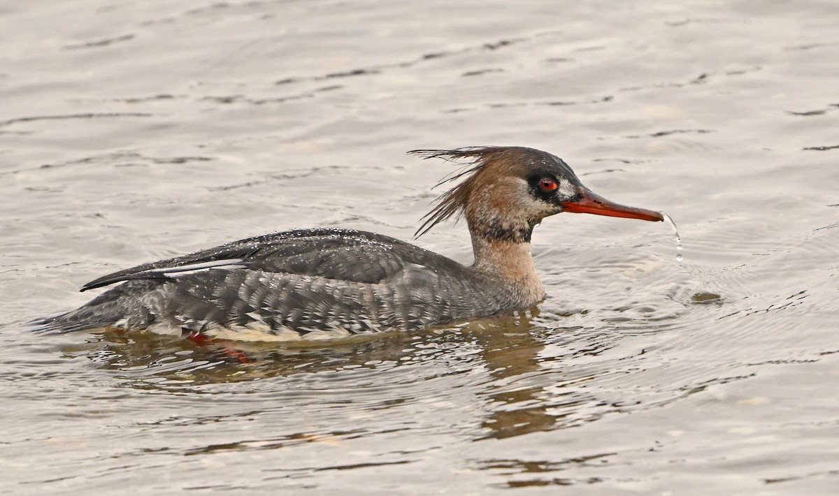 Red-breasted Merganser - ML631568460