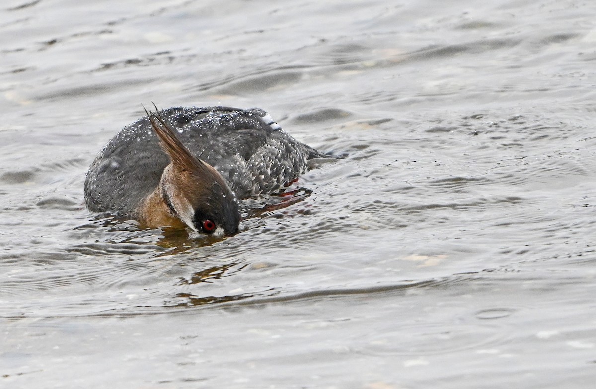 Red-breasted Merganser - ML631568462