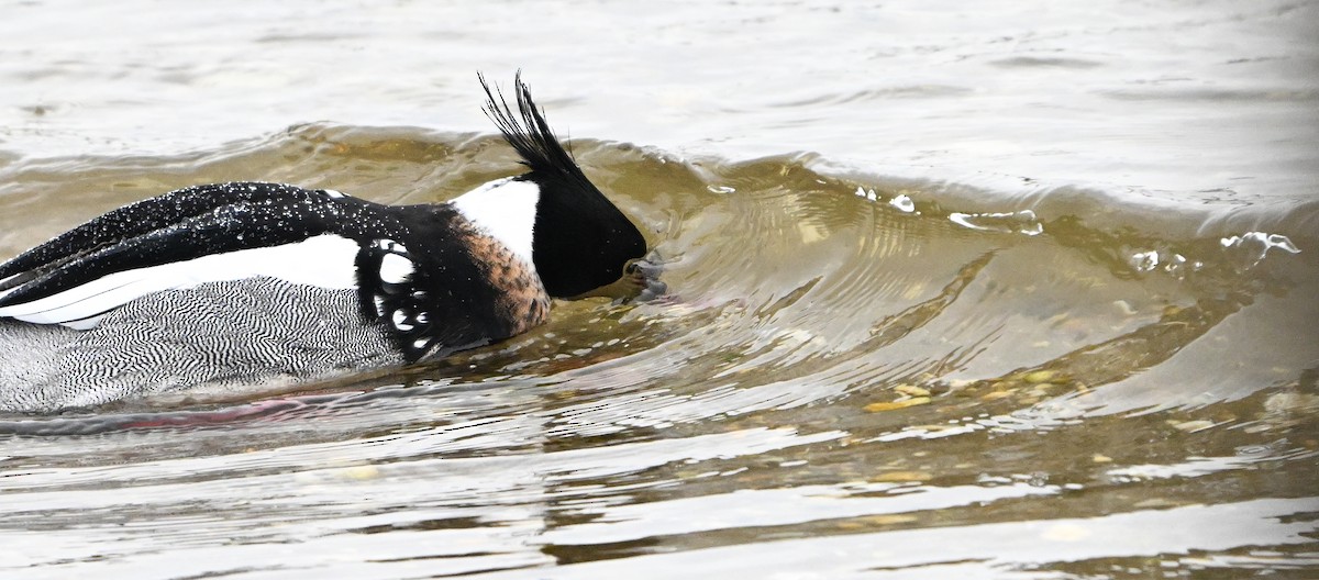 Red-breasted Merganser - ML631568463