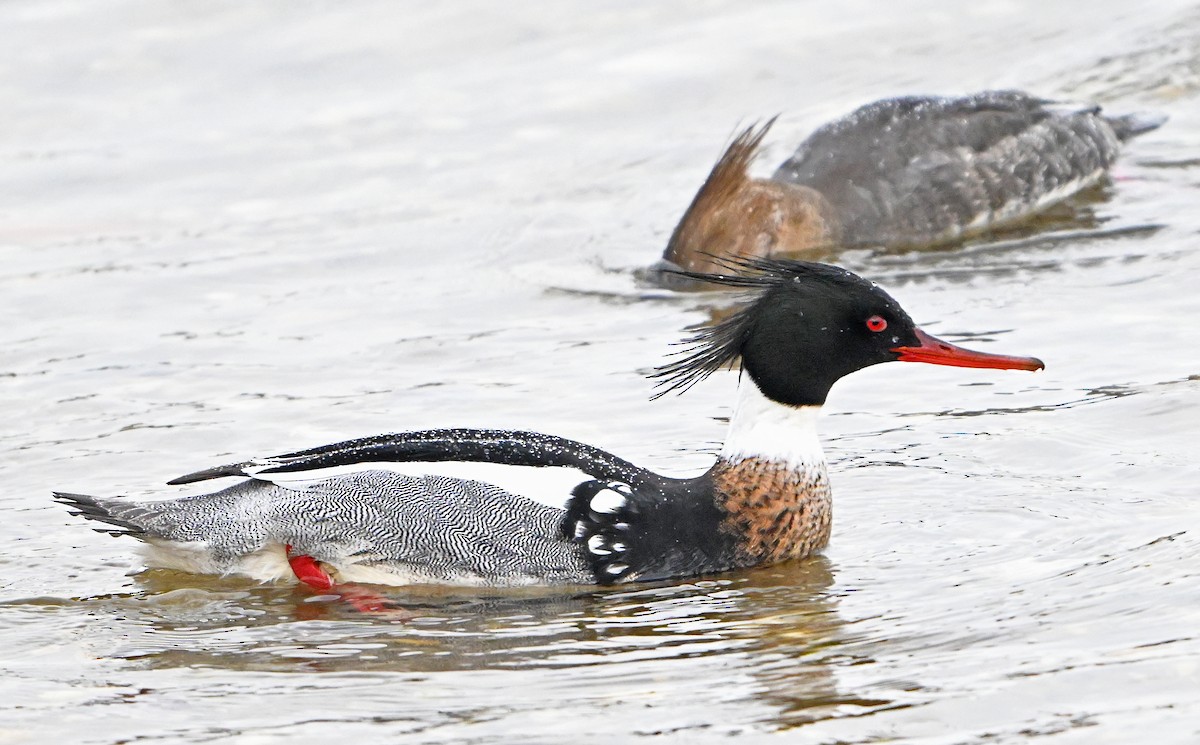 Red-breasted Merganser - ML631568464