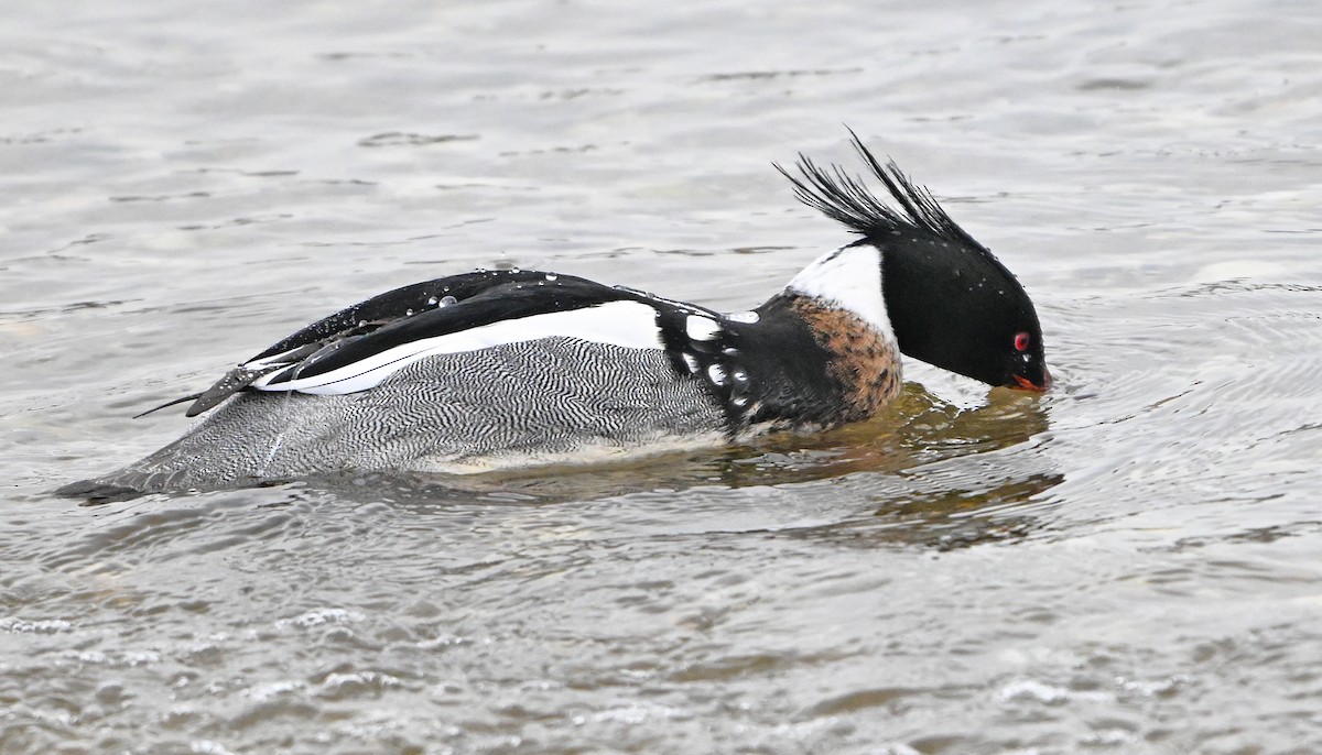 Red-breasted Merganser - ML631568465