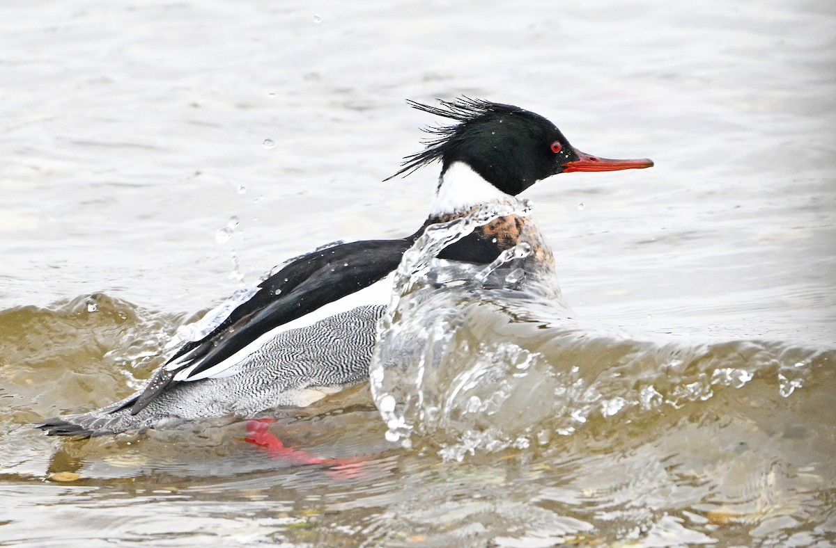 Red-breasted Merganser - ML631568466