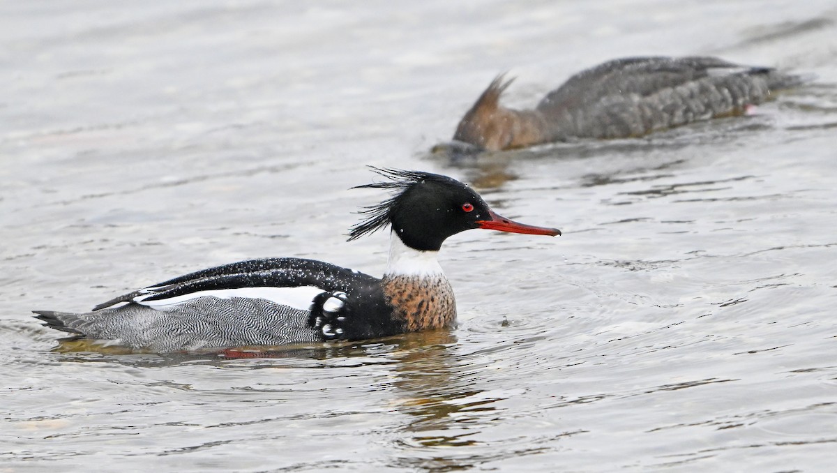 Red-breasted Merganser - ML631568467