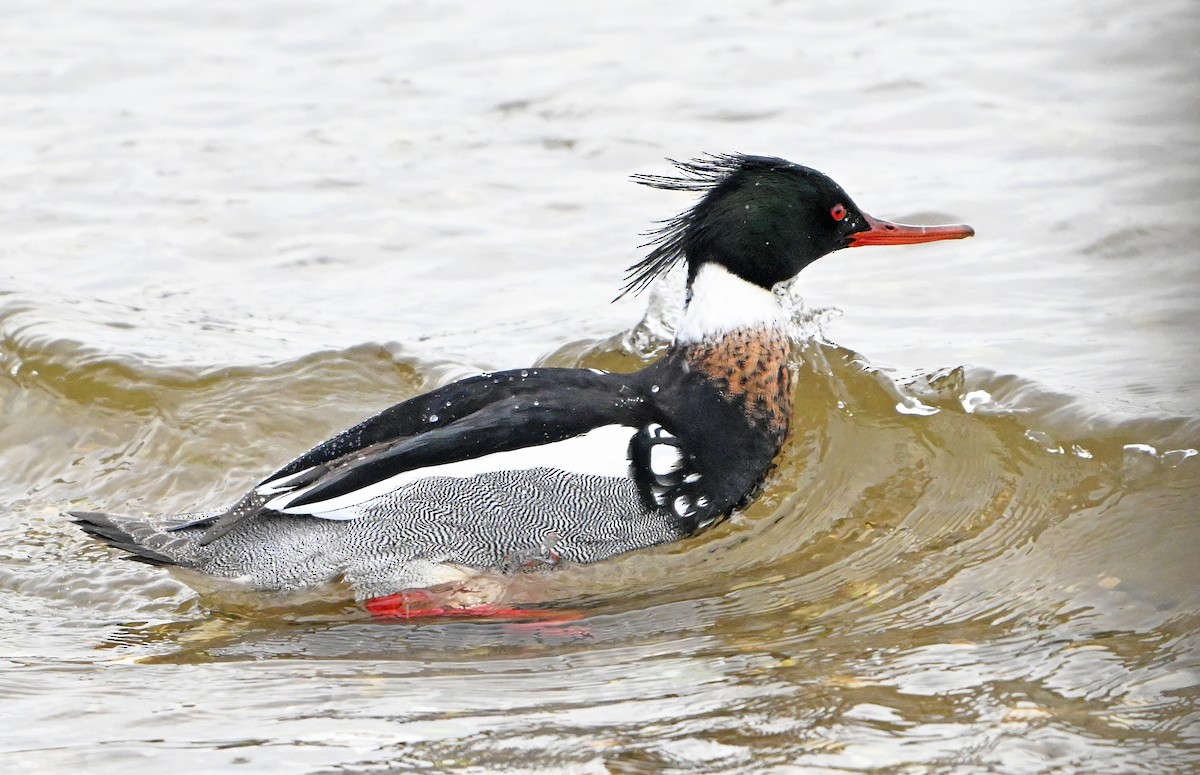 Red-breasted Merganser - ML631568468