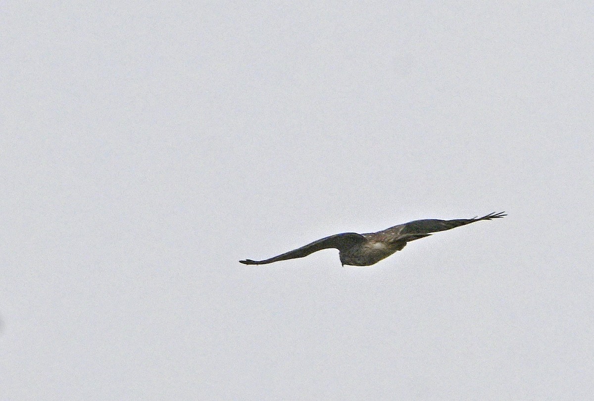 Sharp-shinned Hawk - ML631568496