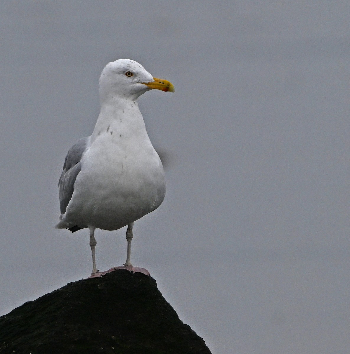 American Herring Gull - ML631568507