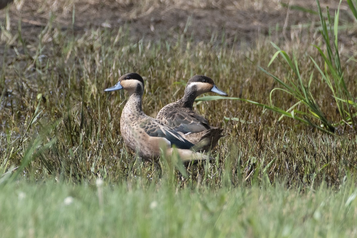 Blue-billed Teal - ML631568577