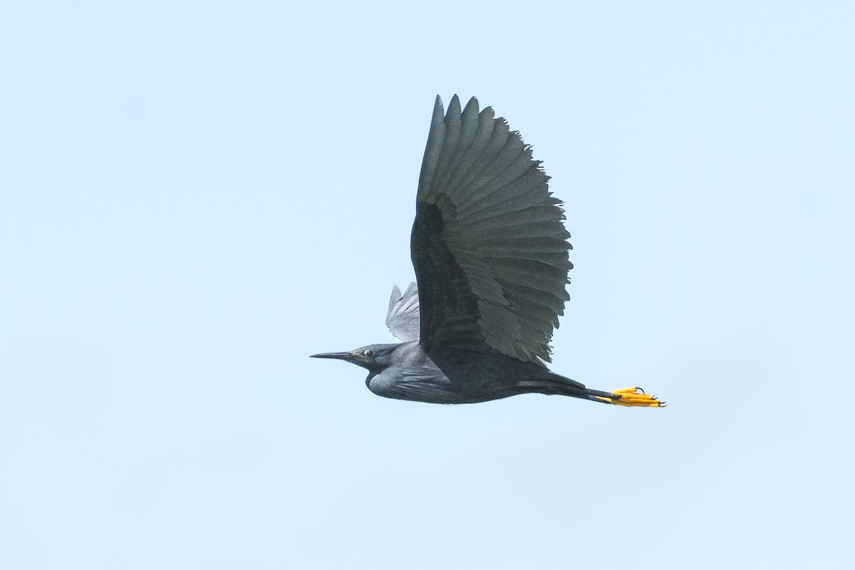 Black Heron - ML631568584