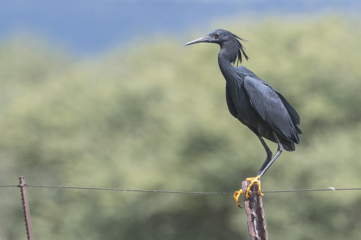 Black Heron - ML631568585