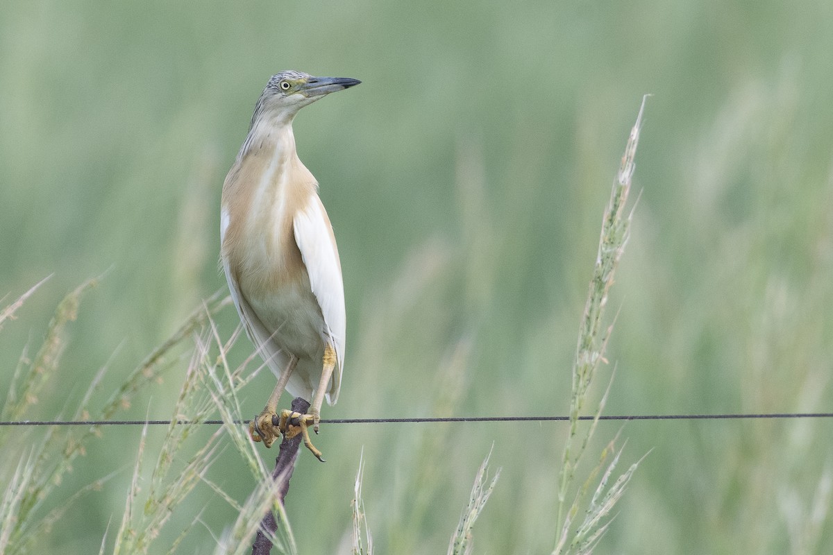 Squacco Heron - ML631568586