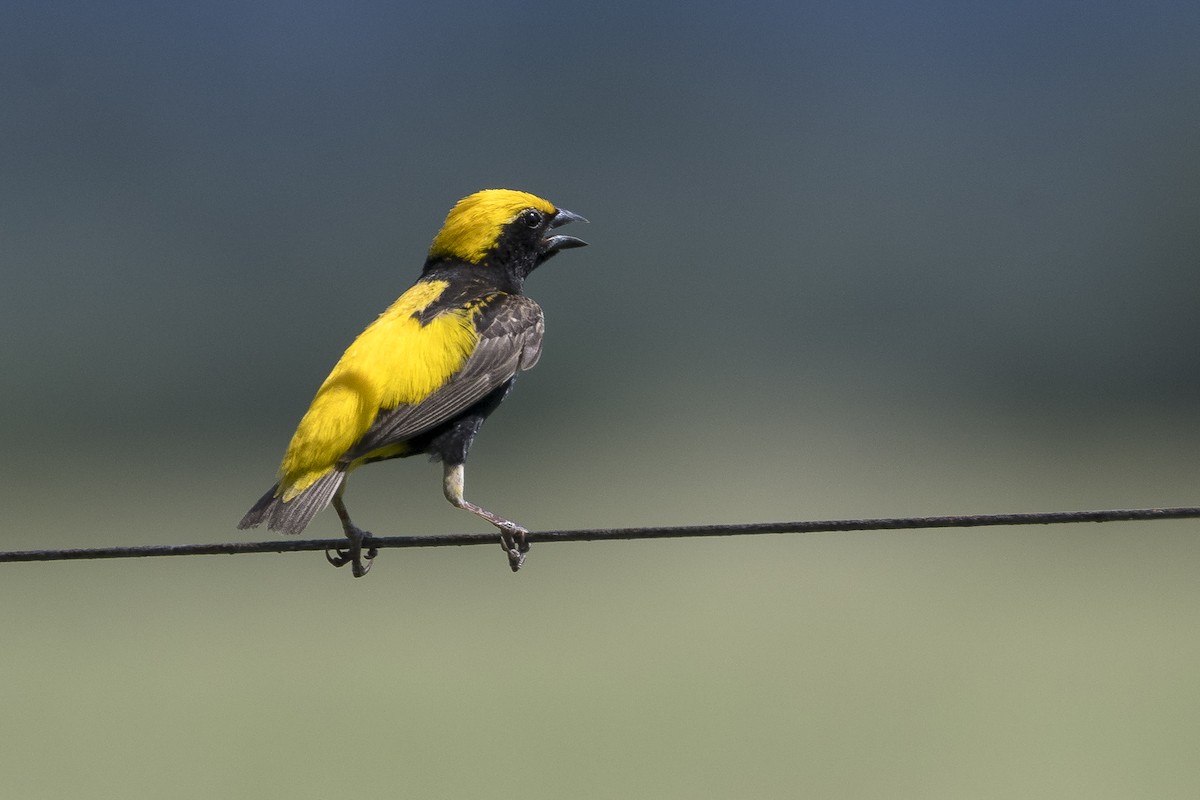 Yellow-crowned Bishop - ML631568592