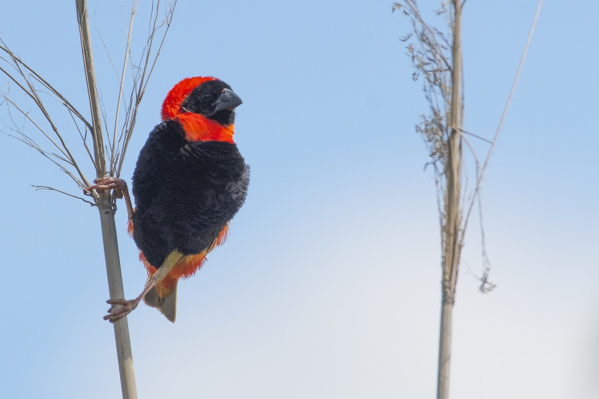 Southern Red Bishop - ML631568623