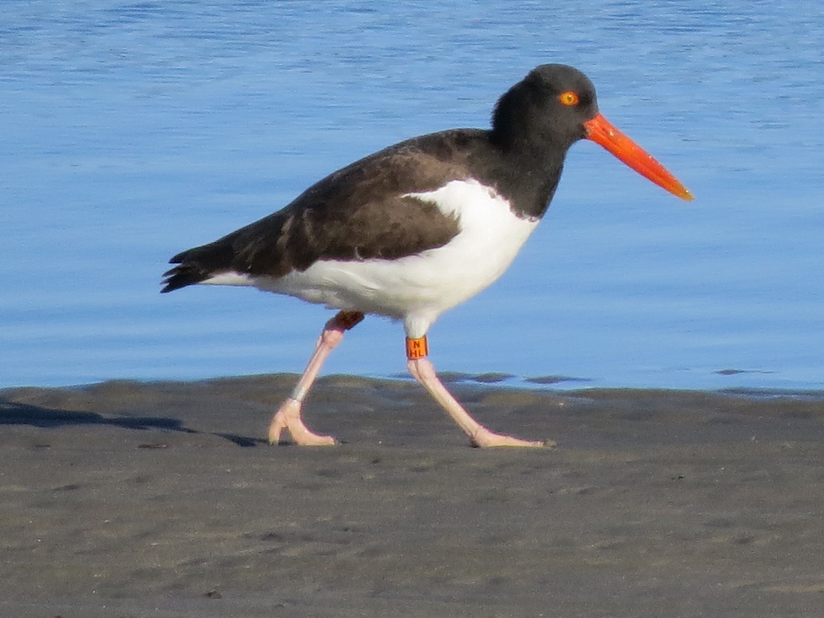 American Oystercatcher - ML631568629