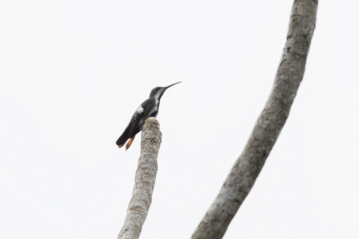 Black-throated Mango - ML631568972