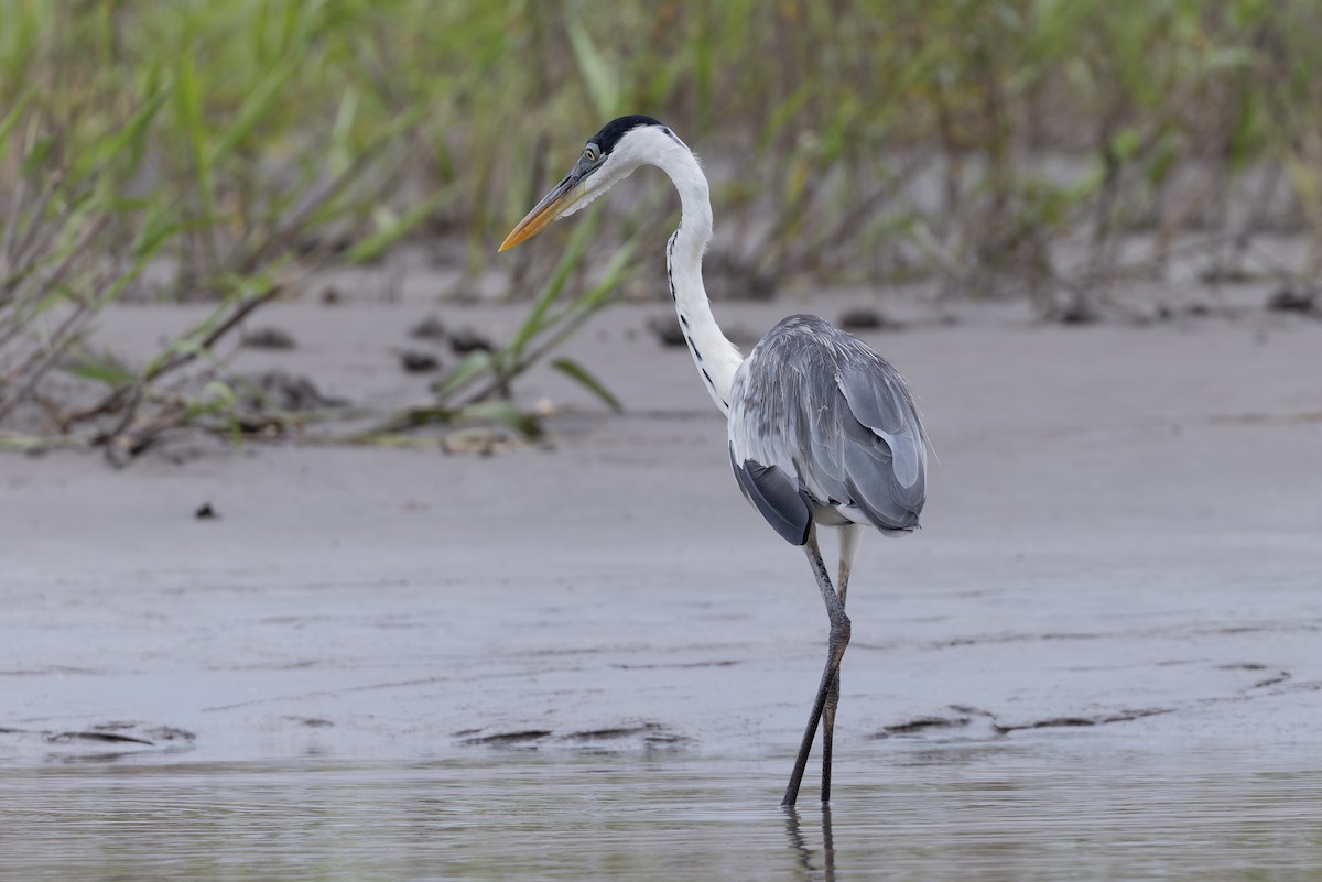 Cocoi Heron - ML631568985