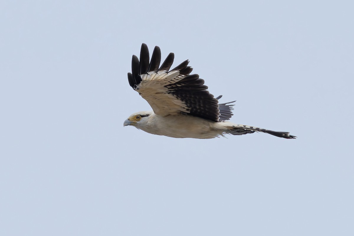 Yellow-headed Caracara - ML631568994