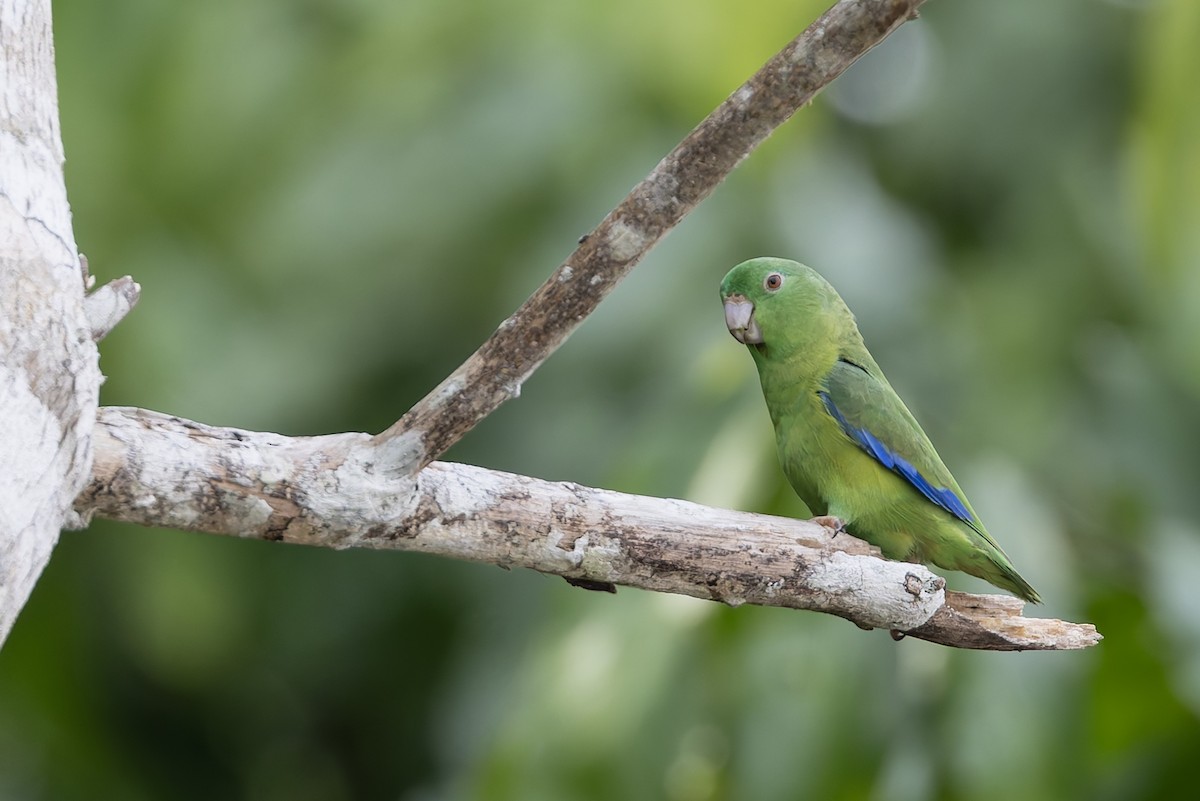 Riparian Parrotlet - ML631569018