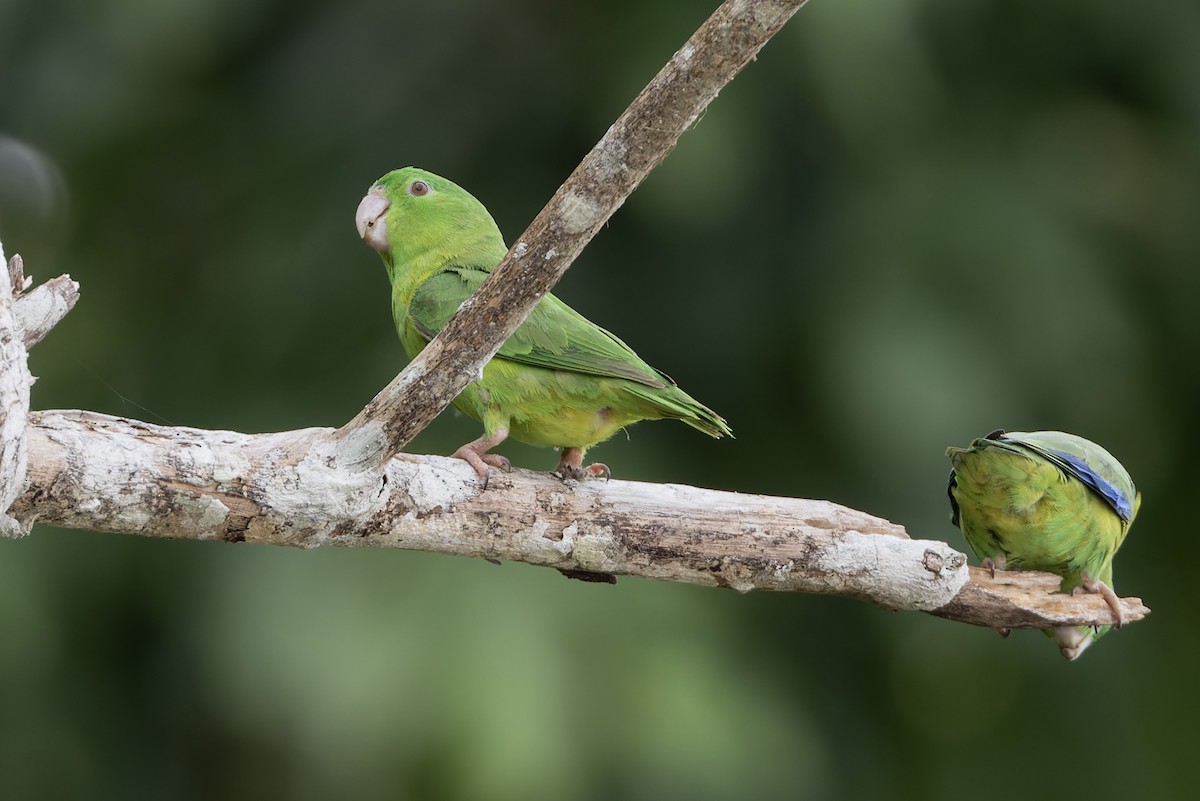 Riparian Parrotlet - ML631569019