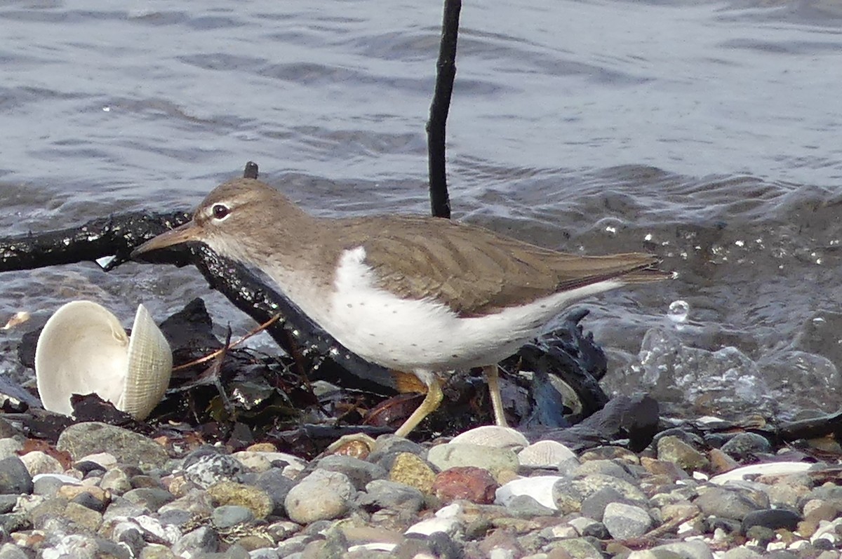 Chevalier grivelé - ML631569026