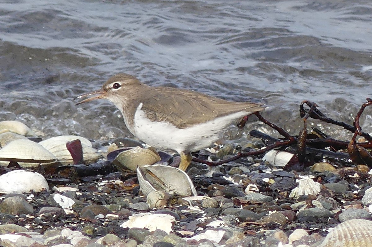 Chevalier grivelé - ML631569036