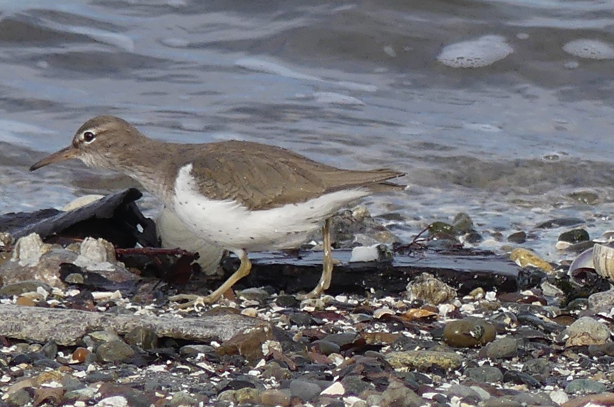 Chevalier grivelé - ML631569044