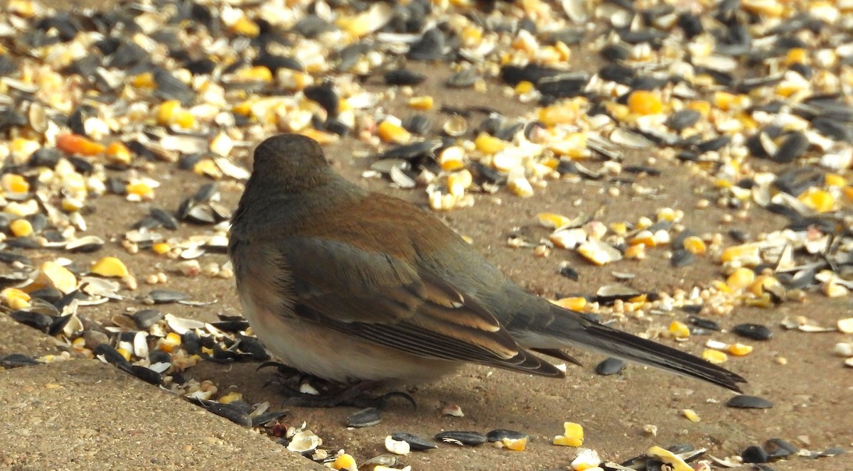 Dark-eyed Junco - ML631569070