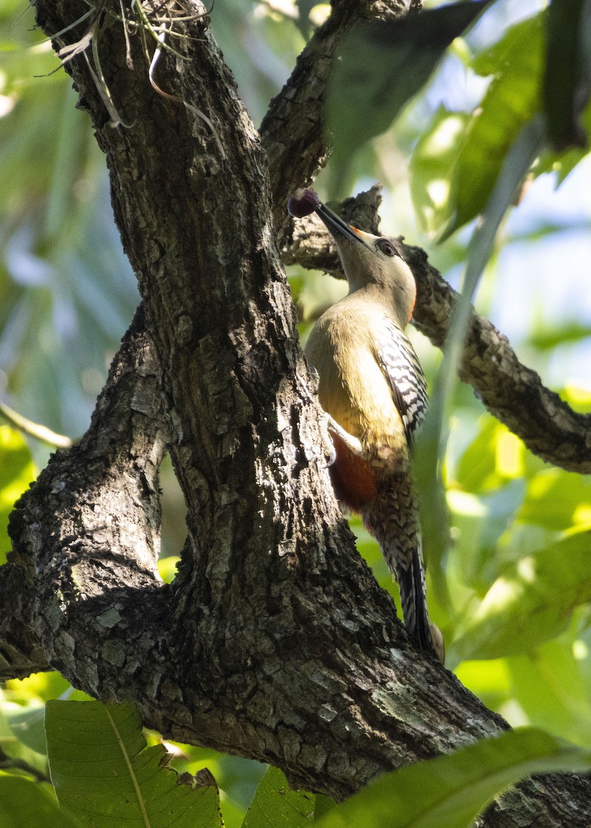 West Indian Woodpecker - ML631569143
