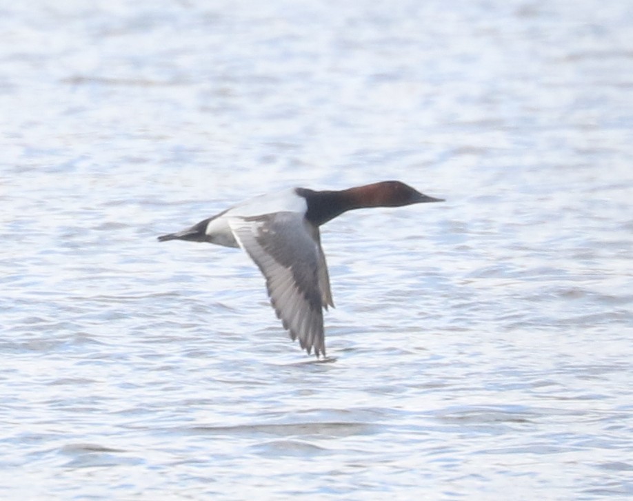 Canvasback - ML631569156