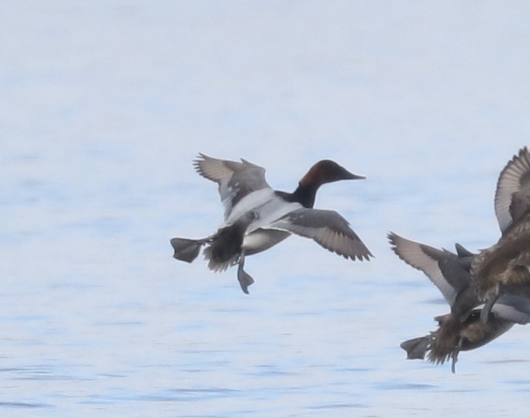 Canvasback - ML631569158