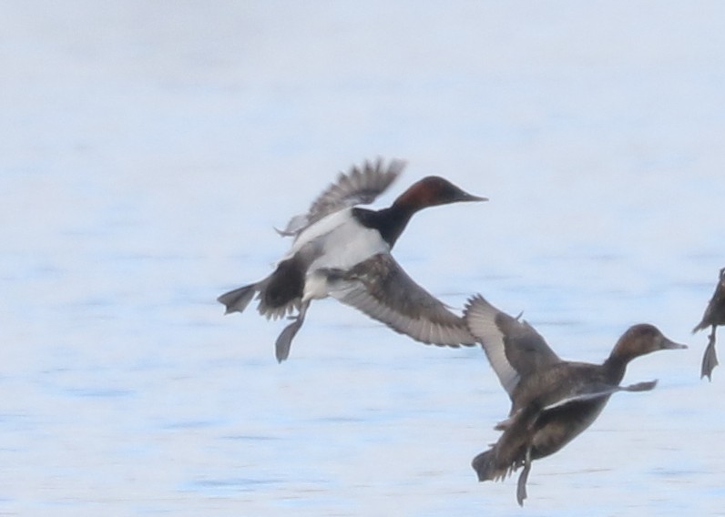 Canvasback - ML631569159