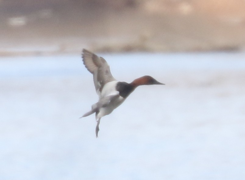 Canvasback - ML631569160