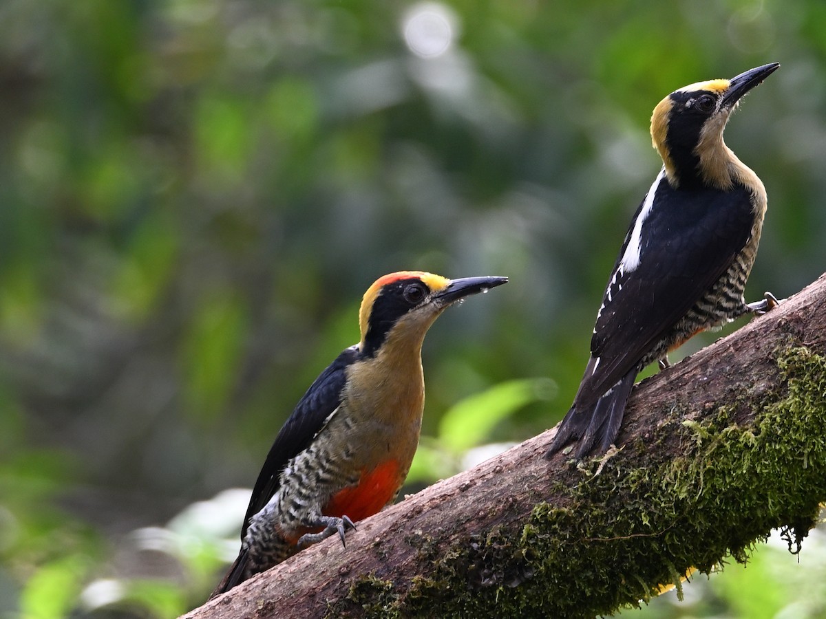 Golden-naped Woodpecker - Roy Tsao
