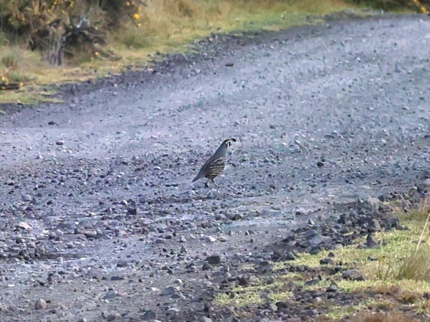 California Quail - ML631569374