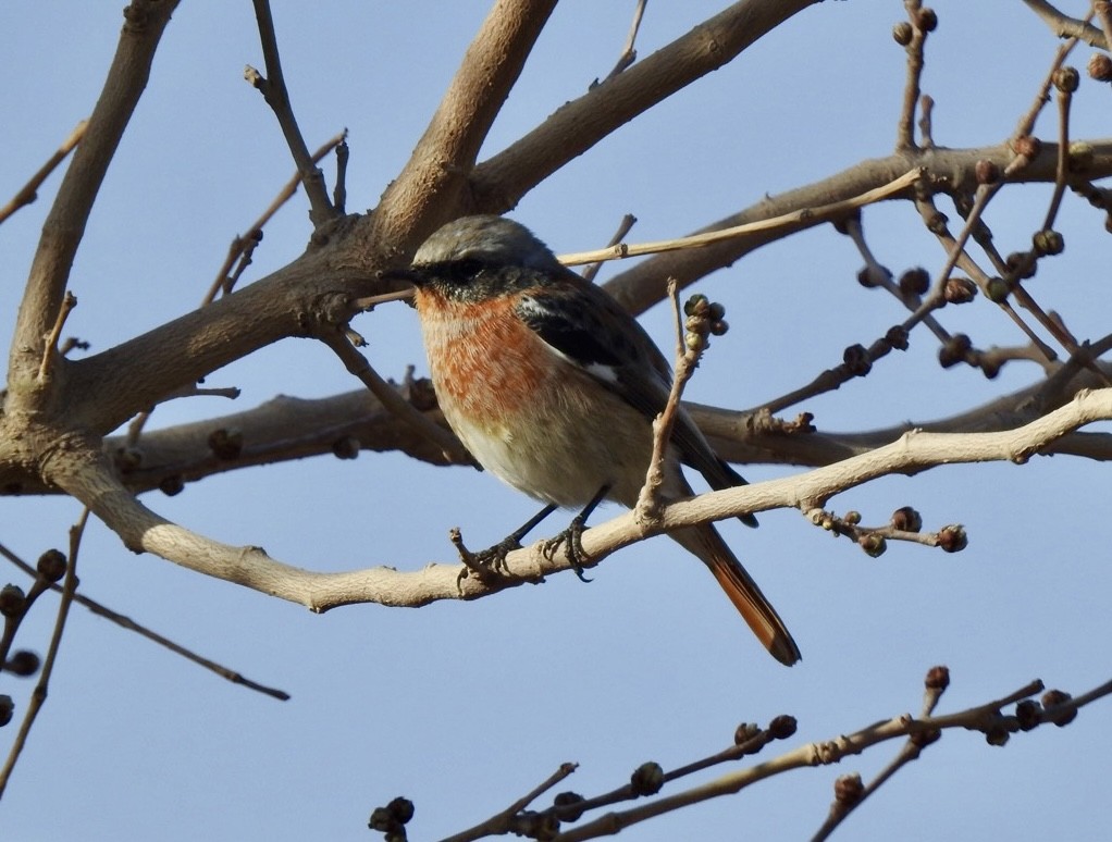 Rufous-backed Redstart - ML631569396