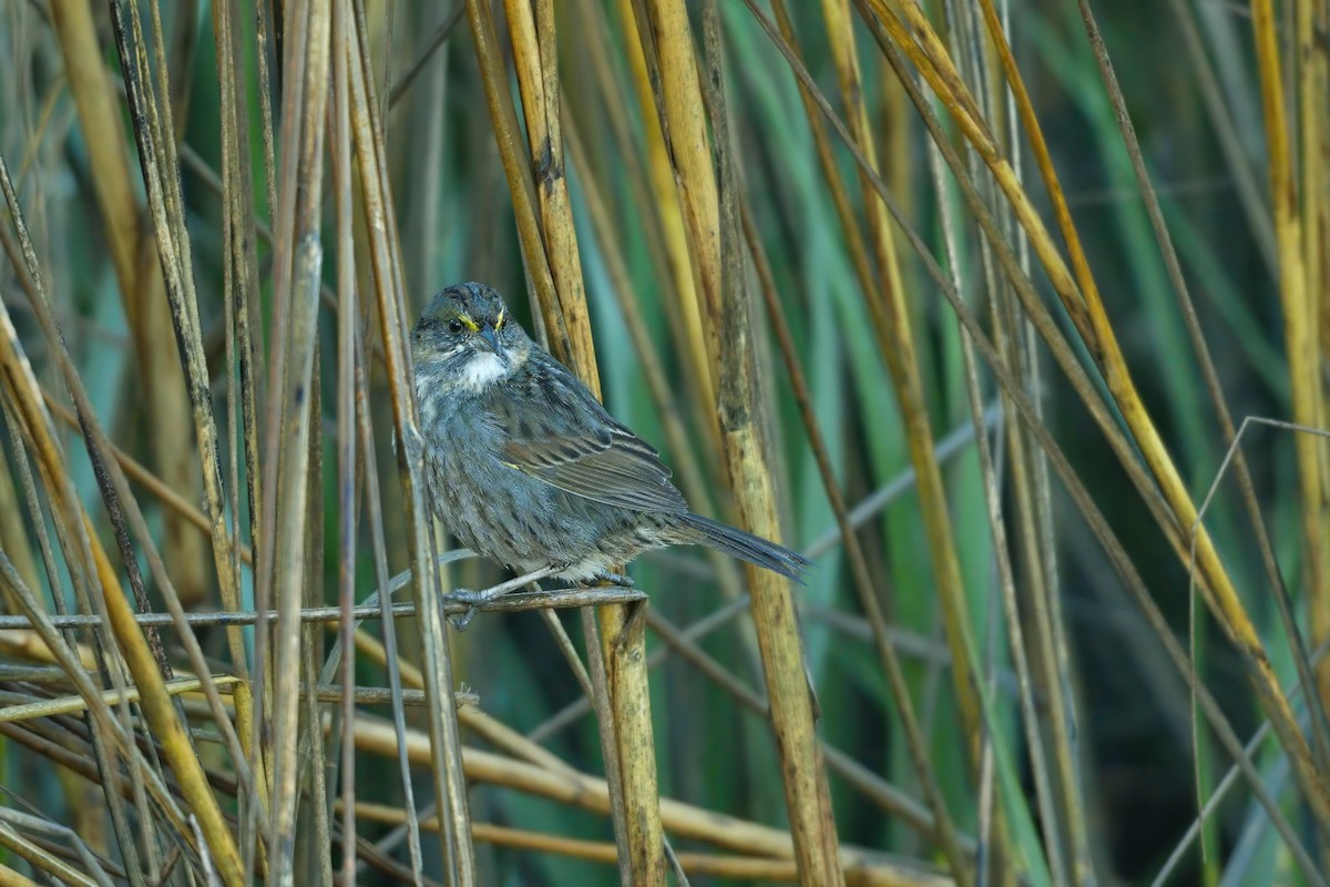 Seaside Sparrow - ML631569399