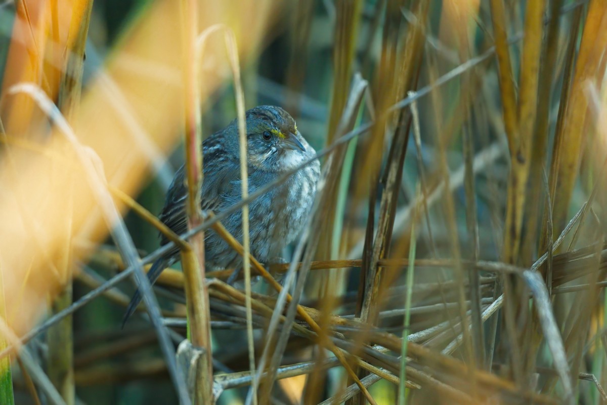 Seaside Sparrow - ML631569400