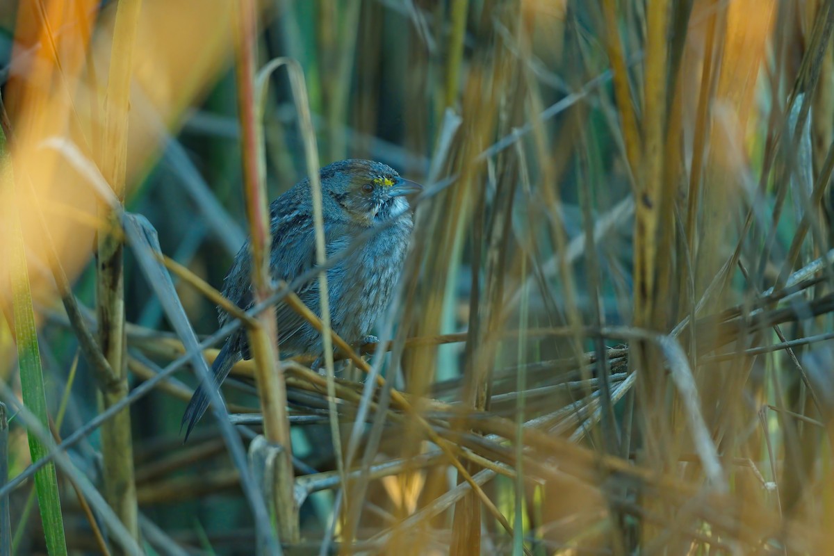 Seaside Sparrow - ML631569401