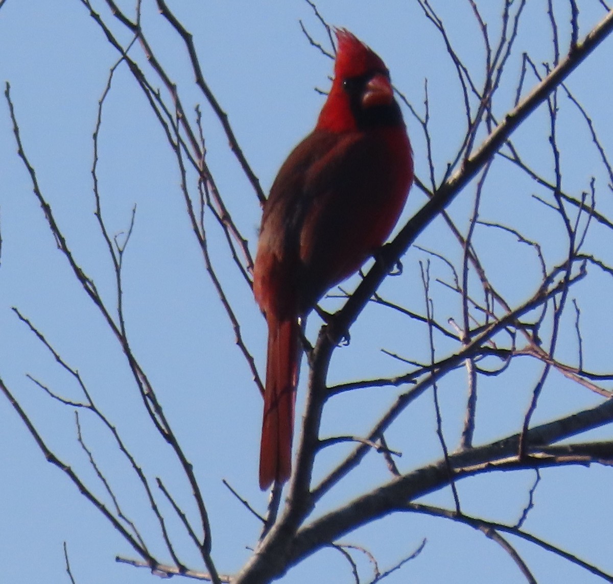 Cardenal Norteño - ML631569434