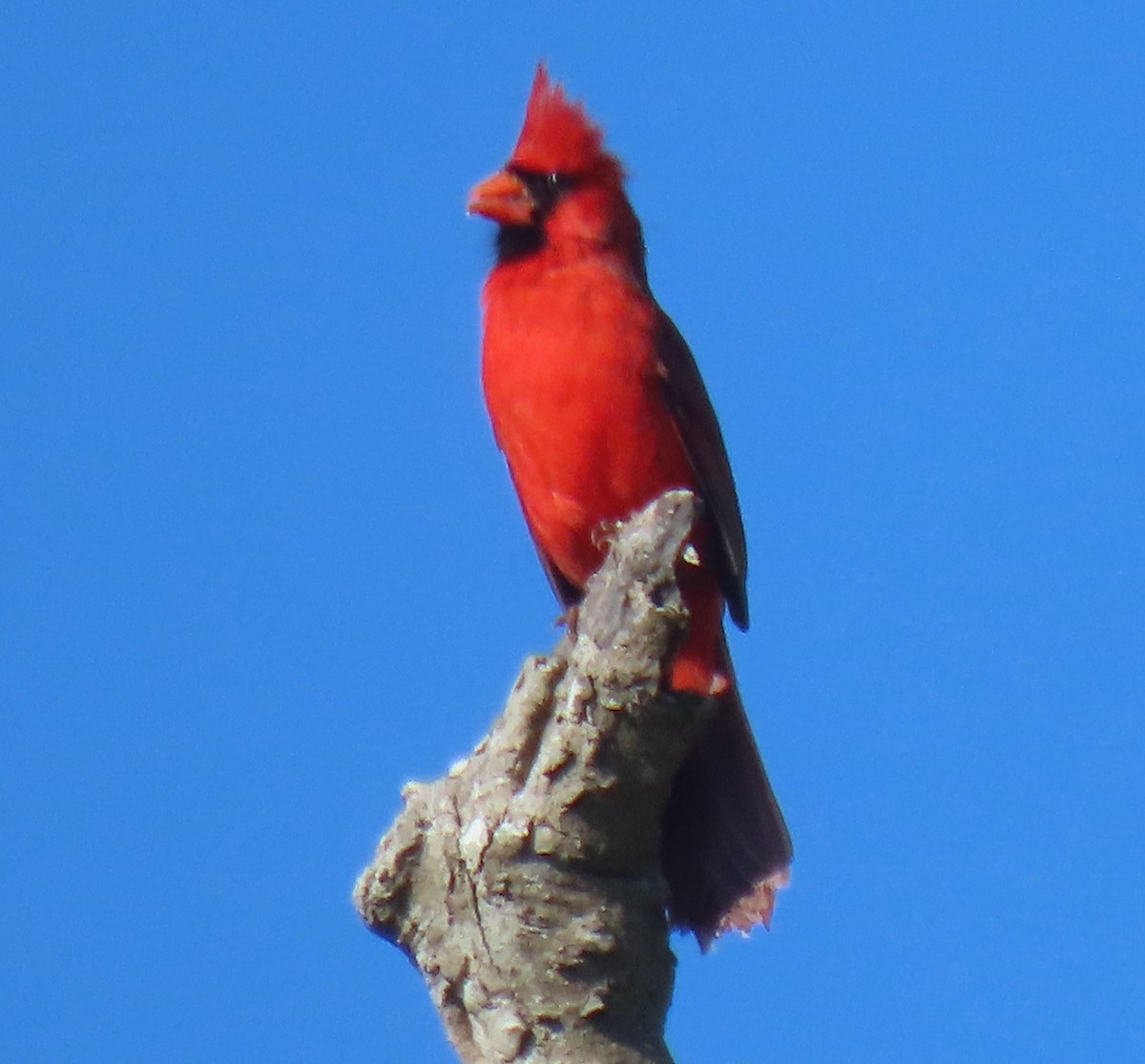 Cardenal Norteño - ML631569435