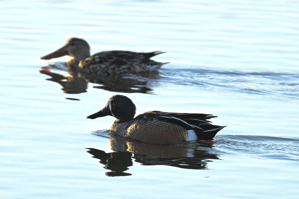 Blue-winged Teal x Northern Shoveler (hybrid) - ML631569439