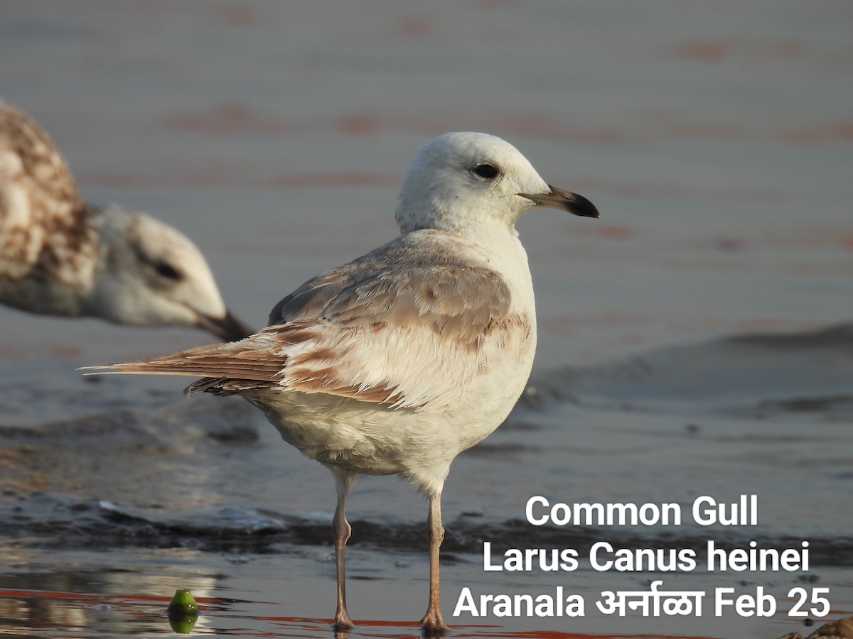 Common Gull (Russian) - ML631569465
