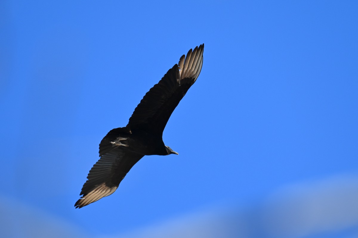 Black Vulture - ML631569612