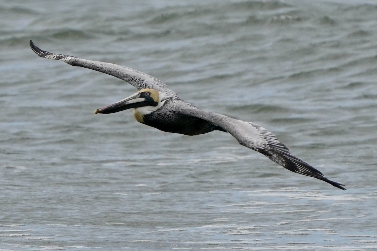 Brown Pelican - ML631569623