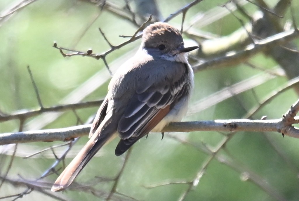 Ash-throated Flycatcher - ML631569633