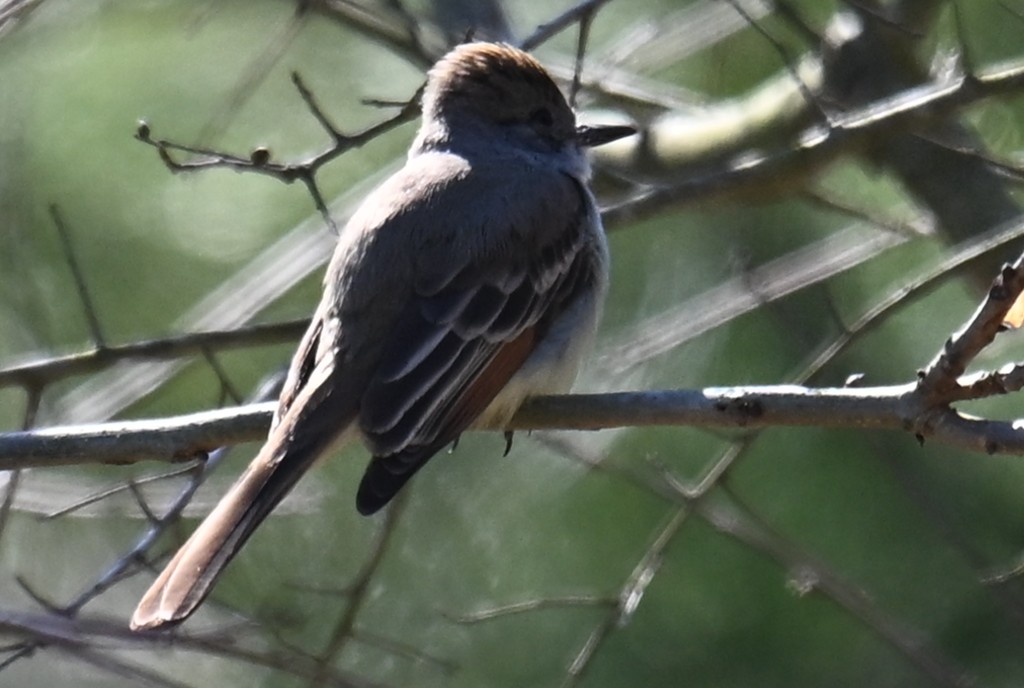 Ash-throated Flycatcher - ML631569643